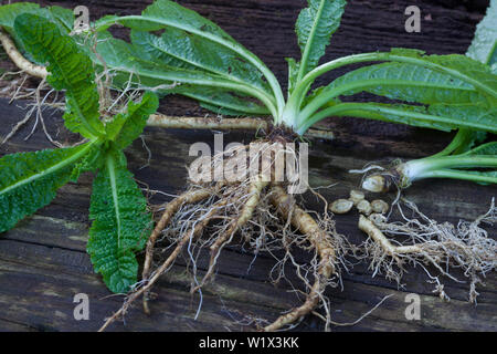 Wilde Karde, Wurzel, Wurzeln, Wurzelstock, Kardenwurzel, Karden-Wurzel, Dipsacus fullonum, Kardenwurzeln, Dipsacus sylvestris, Fuller's Karde, wilde t Stockfoto