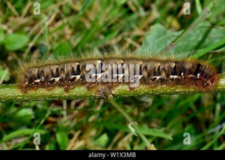 Oak eggar (Lasiocampa Quercus), Caterpillar auf einen Stiel, Baden-Württemberg, Deutschland Stockfoto