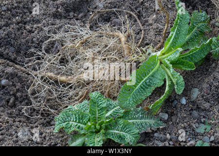 Wilde Karde, Wurzel, Wurzeln, Wurzelstock, Kardenwurzel, Karden-Wurzel, Dipsacus fullonum, Kardenwurzeln, Dipsacus sylvestris, Fuller's Karde, wilde t Stockfoto