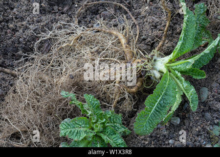 Wilde Karde, Wurzel, Wurzeln, Wurzelstock, Kardenwurzel, Karden-Wurzel, Dipsacus fullonum, Kardenwurzeln, Dipsacus sylvestris, Fuller's Karde, wilde t Stockfoto