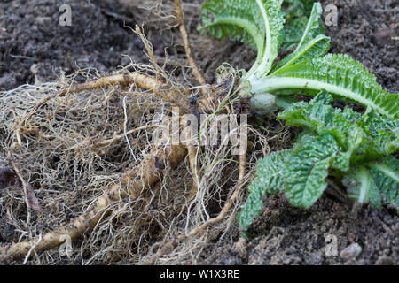Wilde Karde, Wurzel, Wurzeln, Wurzelstock, Kardenwurzel, Karden-Wurzel, Dipsacus fullonum, Kardenwurzeln, Dipsacus sylvestris, Fuller's Karde, wilde t Stockfoto