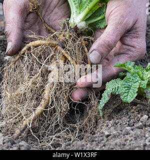 Wilde Karde, Wurzel, Wurzeln, Wurzelstock, Kardenwurzel, Karden-Wurzel, Dipsacus fullonum, Kardenwurzeln, Dipsacus sylvestris, Fuller's Karde, wilde t Stockfoto