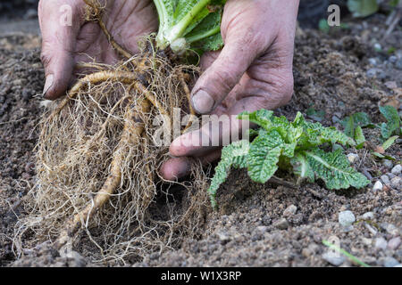 Wilde Karde, Wurzel, Wurzeln, Wurzelstock, Kardenwurzel, Karden-Wurzel, Dipsacus fullonum, Kardenwurzeln, Dipsacus sylvestris, Fuller's Karde, wilde t Stockfoto