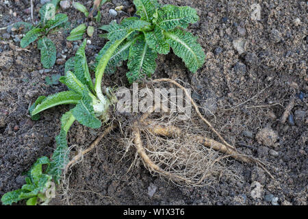 Wilde Karde, Wurzel, Wurzeln, Wurzelstock, Kardenwurzel, Karden-Wurzel, Dipsacus fullonum, Kardenwurzeln, Dipsacus sylvestris, Fuller's Karde, wilde t Stockfoto