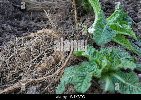 Wilde Karde, Wurzel, Wurzeln, Wurzelstock, Kardenwurzel, Karden-Wurzel, Dipsacus fullonum, Kardenwurzeln, Dipsacus sylvestris, Fuller's Karde, wilde t Stockfoto
