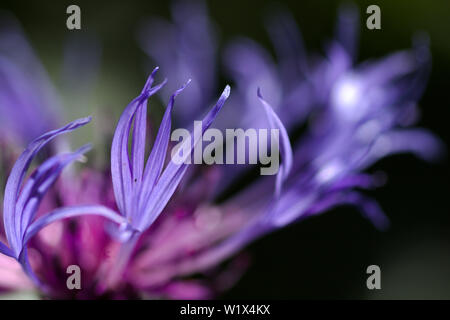 In der Nähe von Blue Backlit mehrjährig Kornblume Blütenblätter Stockfoto