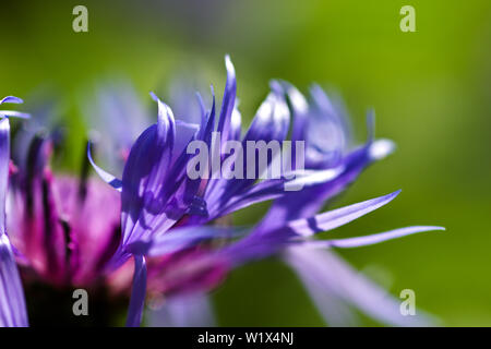 In der Nähe von Blue Backlit mehrjährig Kornblume Blütenblätter auf grünem Hintergrund Stockfoto