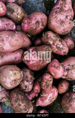 Kartoffelernte frisch gepflückte orgnic Kartoffeln aus eigenem Anbau Gemüsebeet Stockfoto