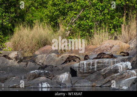 Glatte beschichtete Fischotter (Lutrogale pers.) Familie das Aalen in der Sonne auf den Felsen nach Bad im Wasser der Chambal River bei rawatbhata, Kota, Rajasthan, Indien Stockfoto