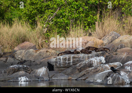 Glatte beschichtete Fischotter (Lutrogale pers.) Familie das Aalen in der Sonne auf den Felsen nach Bad im Wasser der Chambal River bei rawatbhata, Kota, Rajasthan, Indien Stockfoto