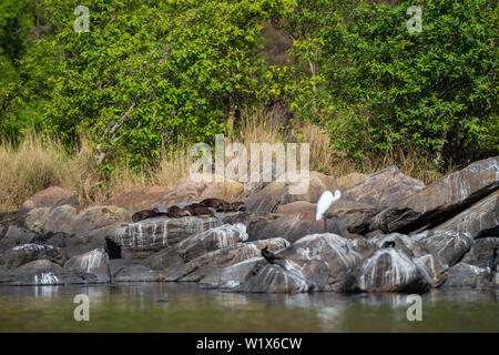 Glatte beschichtete Fischotter (Lutrogale pers.) Familie das Aalen in der Sonne auf den Felsen nach Bad im Wasser der Chambal River bei rawatbhata, Kota, Rajasthan, Indien Stockfoto