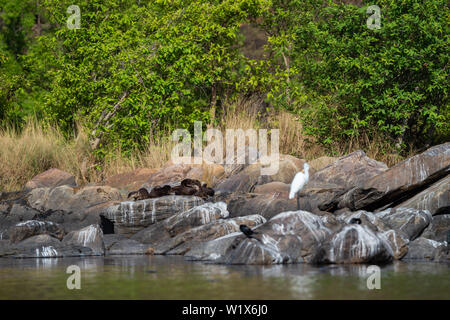 Glatte beschichtete Fischotter (Lutrogale pers.) Familie das Aalen in der Sonne auf den Felsen nach Bad im Wasser der Chambal River bei rawatbhata, Kota, Rajasthan, Indien Stockfoto