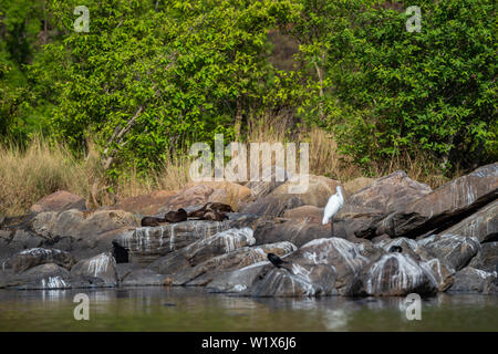 Glatte beschichtete Fischotter (Lutrogale pers.) Familie das Aalen in der Sonne auf den Felsen nach Bad im Wasser der Chambal River bei rawatbhata, Kota, Rajasthan, Indien Stockfoto