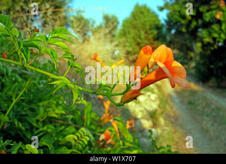 Bignonia Blüte in Sardinien Landschaft close-up Stockfoto