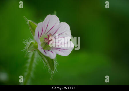 Geranium sibiricum, kleine weiße wilde Blume im Garten, Makro- und Nahaufnahmen. Stockfoto