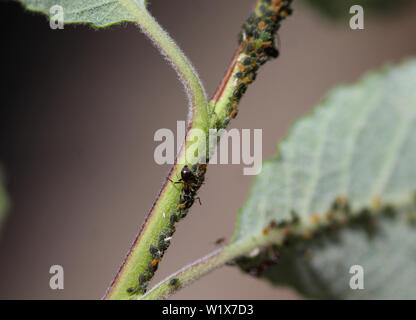 Nahaufnahme der Schwarze Garten Ant Colony (Lasius Niger), ein Nest in eine Pflanze im Garten Stockfoto