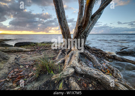 Lake Cootharaba Landschaft bei Sonnenaufgang, in der Nähe der Noosa Everglade, in Queensland, Australien Stockfoto