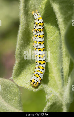Königskerze motte Caterpillar auf Molène Stockfoto