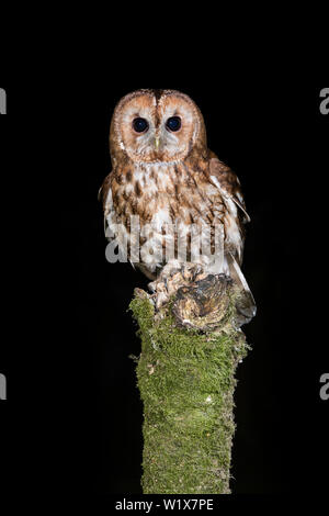 Waldkauz thront auf einem Bemoosten Baumstumpf in der Nacht Stockfoto