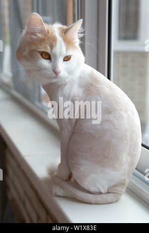 Rasiert weiss beige Katze auf der Fensterbank. Sitzt mit zurück. Stockfoto