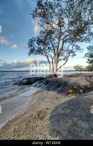 Lake Cootharaba Landschaft bei Sonnenaufgang, in der Nähe der Noosa Everglade, in Queensland, Australien Stockfoto