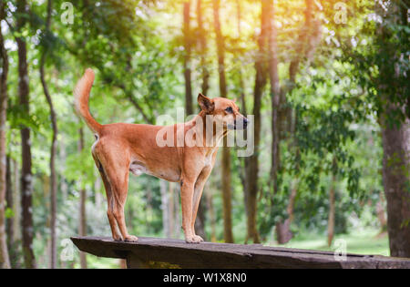 Hund Park stehen auf den Wald und die Natur grüner Baum Wald Hintergrund Stockfoto