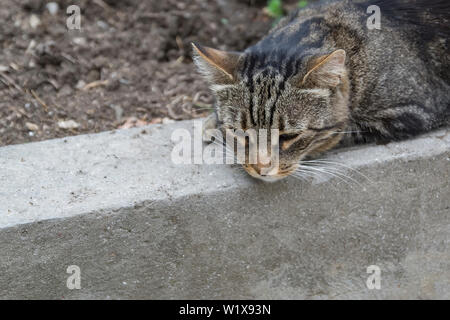 Die graue Katze liegt auf dem Bordstein. Close-up. Stockfoto