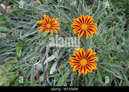 In der Nähe von drei gazania Blumen. Wachsen in den Stadtgarten. Stockfoto