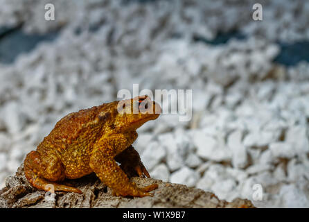 Erdkröte vor weißem Hintergrund Stockfoto