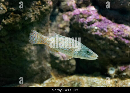 Gestreifte Fische im Aquarium. Neugierig schaut. Stockfoto