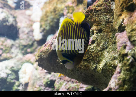 Gestreifte Fische im Aquarium. Neugierig schauen nach unten. Stockfoto