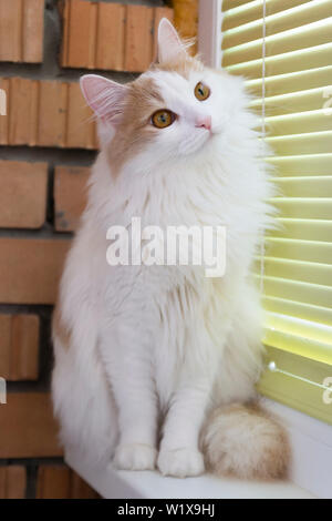 Weiß beige Cat sorgfältig beobachten. Hypnotisch. Sitzt auf der Fensterbank. Stockfoto