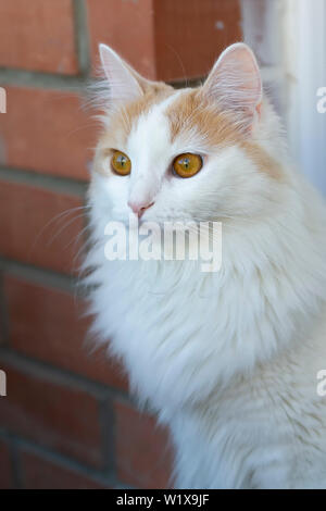 Weiß beige cat Blick in die Ferne. Close-up. Hypnotisch. Stockfoto