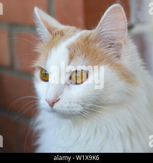 Weiß beige cat Blick in die Ferne. Close-up. Hypnotisch. Stockfoto