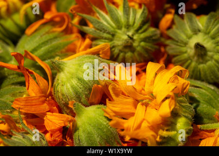 Trockene calendula Foto. Calendula Flower, Medizin, Kraut, calendula Hintergrund, organische Pflanze. Hintergrund der trockenen calendula Blüten getrocknet Ringelblume Blütenblätter. Stockfoto