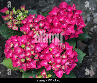 Nahaufnahme von mopheads Hortensie (Hydrangea macrophylla) Blühende, allgemeinen Namen gehören allgemeine Namen gehören bigleaf hydrangea Hortensie, laceca, Französisch Stockfoto