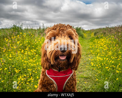 Cuillin die cockapoo Sitzen auf einem Pfad in einem Feld von wilden Blumen während seiner Mittagspause gehen Stockfoto