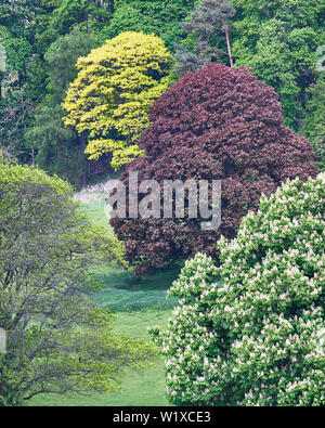Hang Bäume im Frühling, einschließlich einer Copper Beech Tree, Blairlogie, Stirling, Schottland Stockfoto