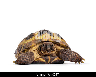 Detaillierte Aufnahme eines russischen Tortoise/Schildkröte, Verlegung, Bewegung nach vorne in Richtung Kamera. Suchen am Objektiv. Auf einem weißen Hintergrund. Stockfoto