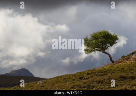 Einsamer Baum auf Hügel, Inverpolly, Wester Ross, Highland, Schottland Stockfoto