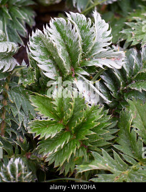 Silverweed, Potentilla anserina Blätter Stockfoto