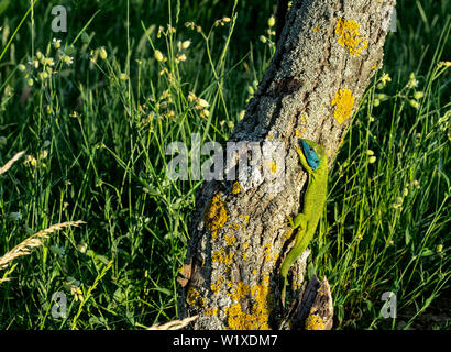 Europäische Green Lizard Lacerta viridis in der Natur in Ungarn wildlife Stockfoto