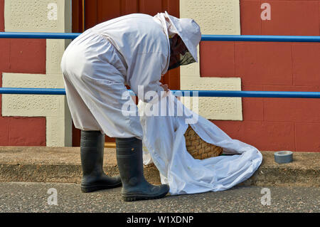 BEE SWARM Imker und Bienen sammeln die FR MIT DEM GROSSEN weißen Blatt Stockfoto