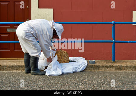 BEE SWARM IMKER die Einhausung der FR und Bienen mit dem großen weißen Blatt Stockfoto