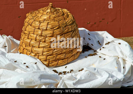 BEE SWARM LETZTE DER BIENEN IN DAS STROH FR AUS DEM BLATT Stockfoto