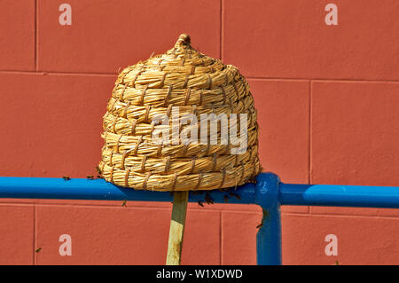 BEE SWARM STROH FR ÜBER DIE BIENEN ZUR ABHOLUNG BEREIT SOBALD ALLE DIE BIENEN HABEN DEN KORB EINGEGEBEN Stockfoto