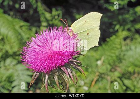 Gemeinsame Schwefel Motte erinnert an den Nektar einer Distel Blume Stockfoto