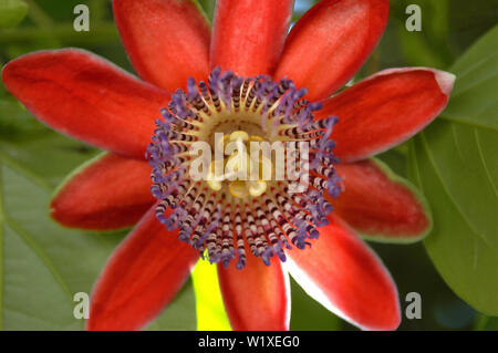 Ansicht von unten Passion Fruit Flower zwischen Blättern (Curitiba, Parana, Brasilien) (Brasilien) Stockfoto