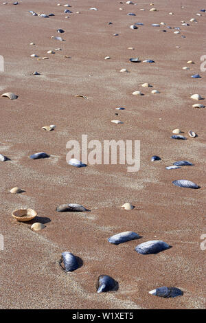 Muscheln am Strand, Grunaird Bay, Wester Ross, Highland, Schottland Stockfoto