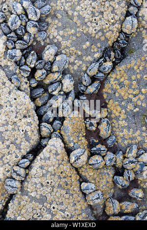 Muschelschalen und Seepocken auf Rock, Grunaird Bay, Wester Ross, Highland, Schottland Stockfoto